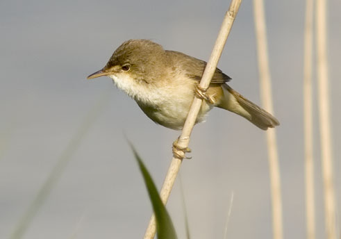 Kleinekarekiet150507